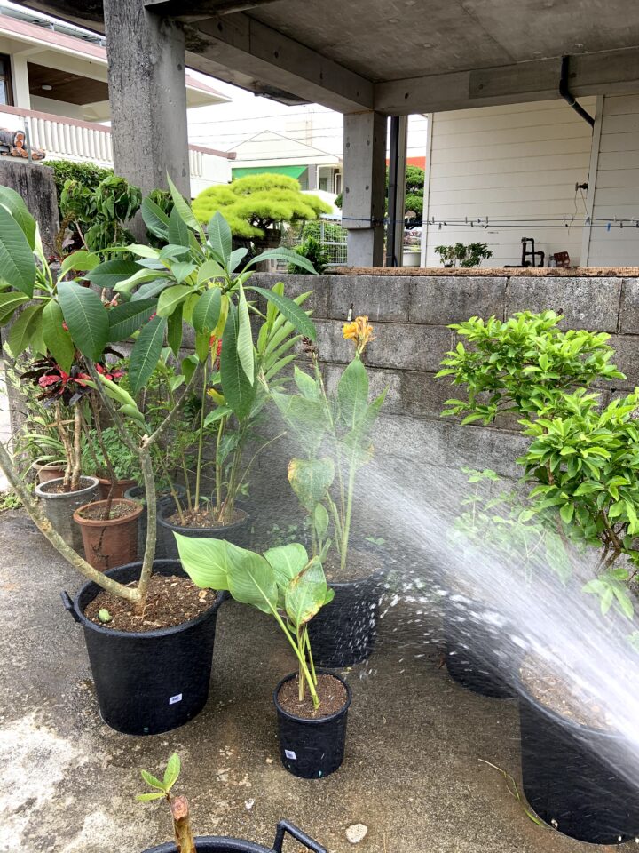 選別した植物